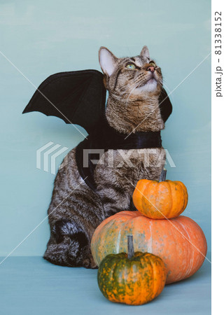 Cute funny tabby cat dressed as bat with black wings and orange pumpkins. Cute funny tabby cat dressed as bat with black wings and orange pumpkins. 81338152