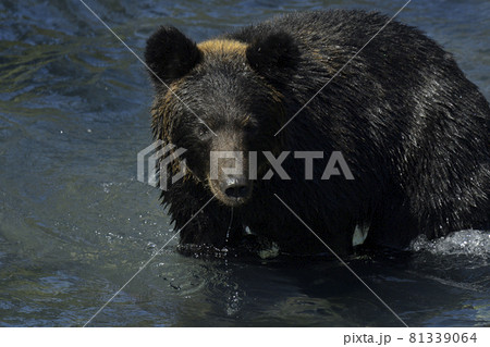 ヒグマ 81339064