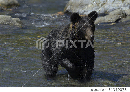ヒグマ ヒグマ 81339073