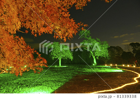 【京都　嵯峨野　大覚寺の紅葉ライトアップ】　秋イメージ　 81339338