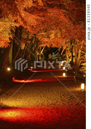 【京都 嵯峨野 大覚寺の紅葉ライトアップ】 秋イメージ 【京都 嵯峨野 大覚寺の紅葉ライトアップ】 秋イメージ 81339340