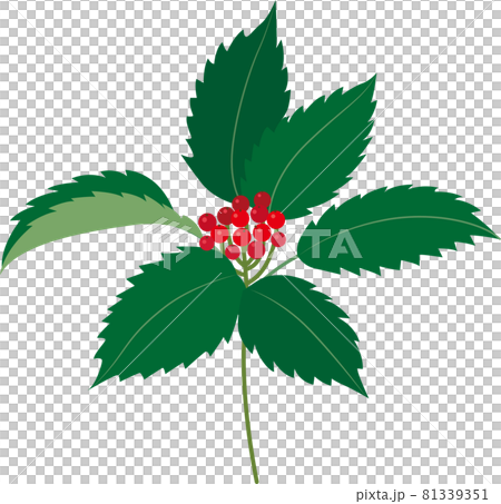 植物の千両のベクターイラスト 植物の千両のベクターイラスト 81339351