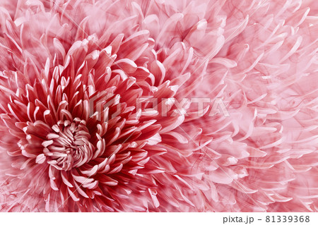 Floral halftone  red background. Flower and petals of red aster close up. Nature. 81339368
