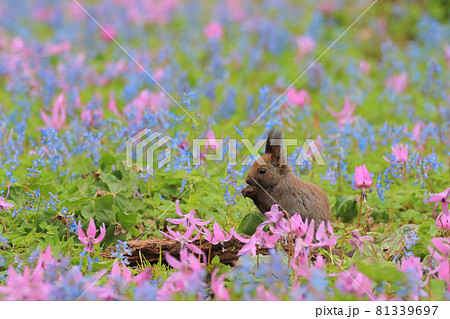 【北海道】エゾリスとカタクリの花 【北海道】エゾリスとカタクリの花 81339697