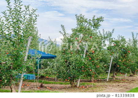 夏のりんご畑 松本市 夏のりんご畑 松本市 81339838