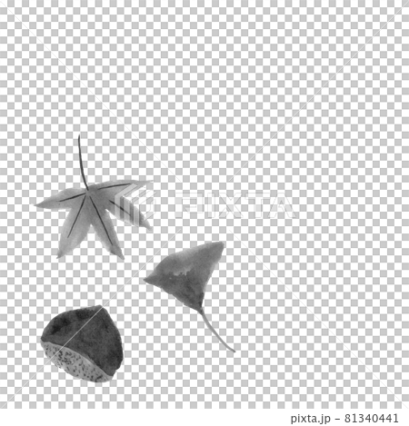 Illustration of chestnut, maple and ginkgo (hand-drawn ink illustration) Illustration of chestnut, maple and ginkgo (hand-drawn ink illustration) 81340441