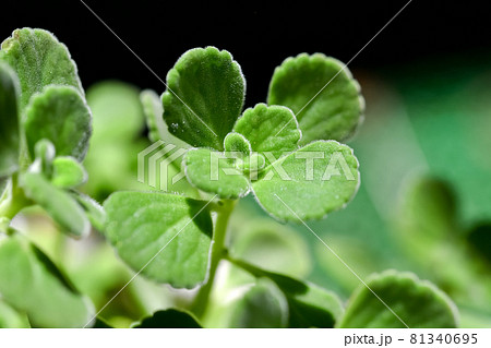 アロマティカス 81340695