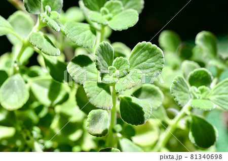 アロマティカス 81340698