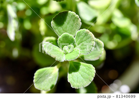 アロマティカス 81340699