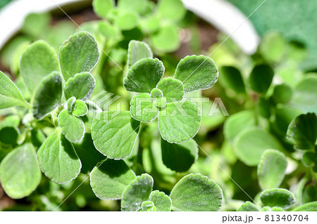 アロマティカス 81340704