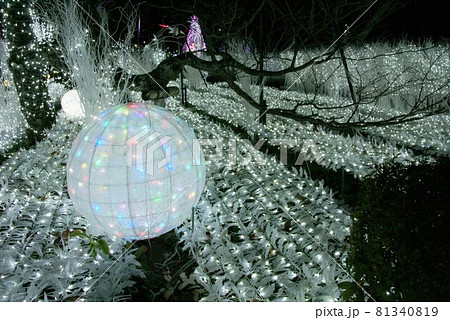 御殿場高原 時之栖イルミネーション 81340819