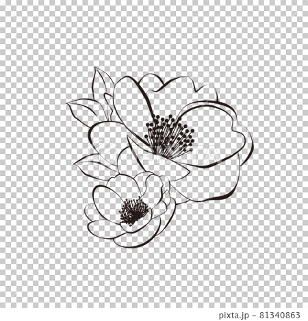 Camellia illustration line drawing Camellia illustration line drawing 81340863