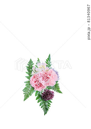 花束　カーネーション　花　贈り物　お礼　多年草 81340967