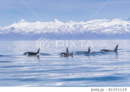 【北海道】知床の海に回遊する野生のシャチ（北海道羅臼沖） 81341119