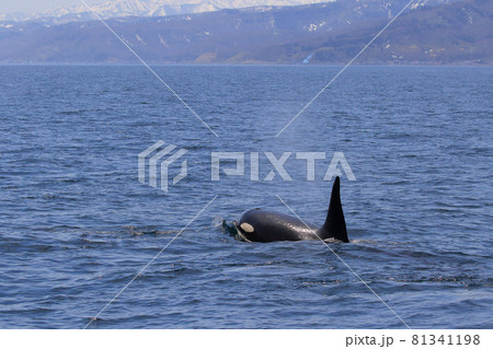 【北海道】知床の海に回遊する野生のシャチ（北海道羅臼沖） 81341198