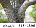 力強い桜の幹 81341396