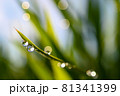 雨上がりの稲 81341399