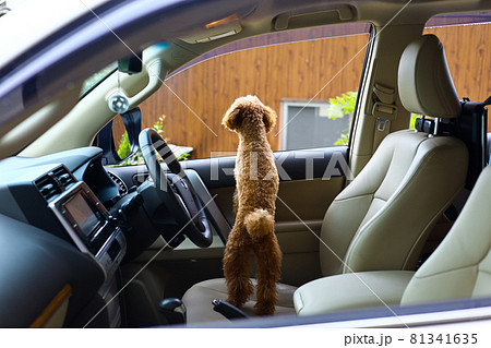 車に乗るトイプードル 81341635