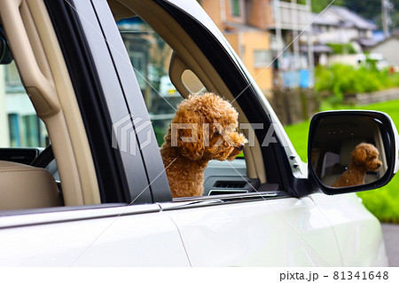 車に乗るトイプードル 81341648