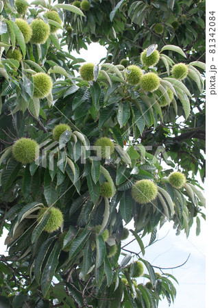 未熟な栗の実 81342084