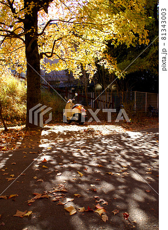 台湾フウの紅葉とバイク 台湾フウの紅葉とバイク 81343003