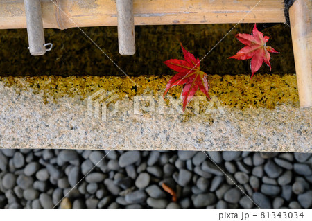 紅葉 紅葉 81343034