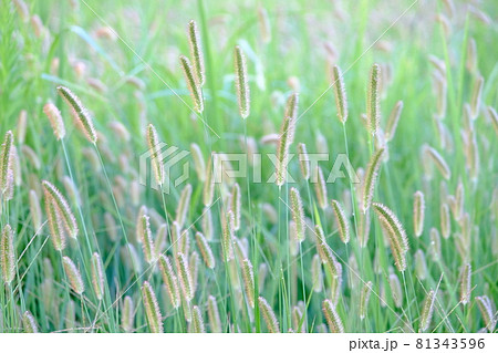青々としたエノコログサ 81343596