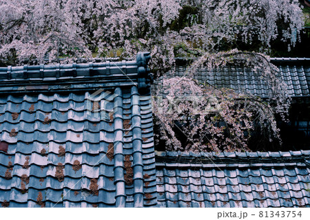 京都市西京区大原野にある十輪寺の桜を撮影 81343754