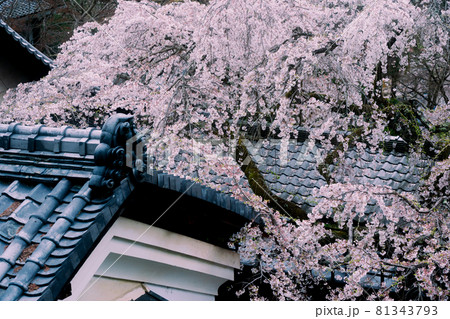 京都市西京区大原野にある十輪寺の桜を撮影 京都市西京区大原野にある十輪寺の桜を撮影 81343793