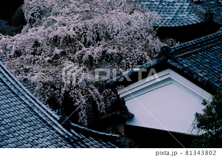 京都市西京区大原野にある十輪寺の桜を撮影 81343802