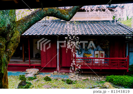 京都市西京区大原野にある十輪寺の桜を撮影 京都市西京区大原野にある十輪寺の桜を撮影 81343819