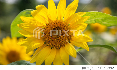 ひまわり 太陽の花 ひまわり 太陽の花 81343992