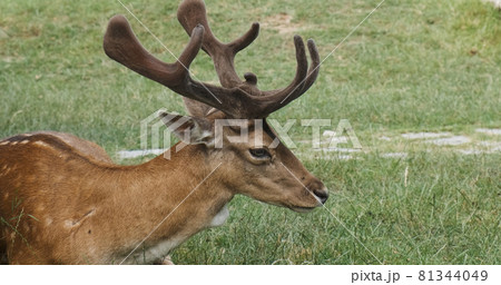 Close-up, red deer lies on green grass in summer day. Head with antlers and body of sika deer. Spotted deer male resting in meadow in national park. Horned animal looking into the distance. Close-up, red deer lies on green grass in summer day. Head with antlers and body of sika deer. Spotted deer male resting in meadow in national park. Horned animal looking into the distance. 81344049