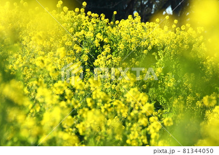 春の訪れを告げる花 春の訪れを告げる花 81344050