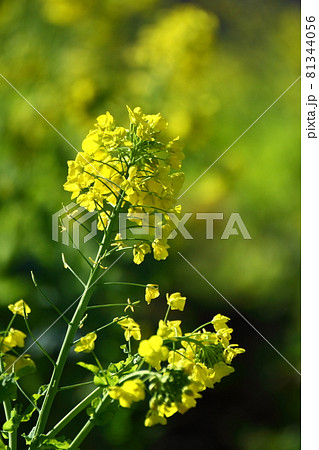 春の訪れを告げる花 81344056