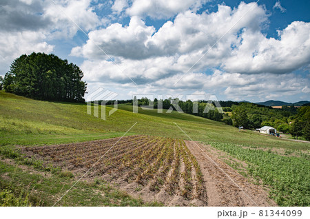 夏雲のあるマイルドセブンの丘 81344099