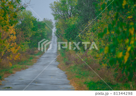 path in the autumn forest. Path way through the autumnal forest natural way concept 81344298