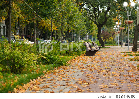 bench in autumn park, leaves on the ground. 81344680
