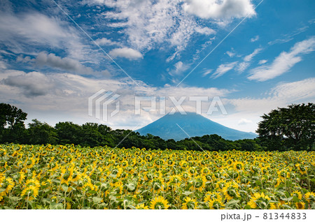 8月北海道ニセコ羊蹄山とひまわり畑 8月北海道ニセコ羊蹄山とひまわり畑 81344833