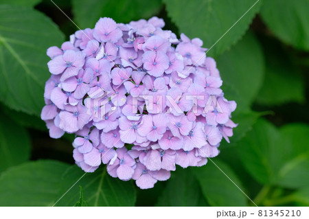 満開のアジサイの写真素材