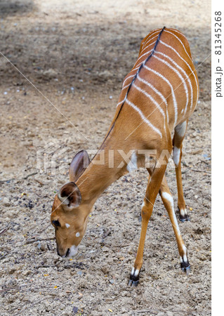 The Nyala baby is stay in garden The Nyala baby is stay in garden 81345268