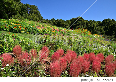 秋の花が咲き乱れる里山ガーデン 81345474