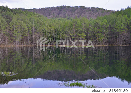 御射鹿池 長野県茅野市 御射鹿池 長野県茅野市 81346180