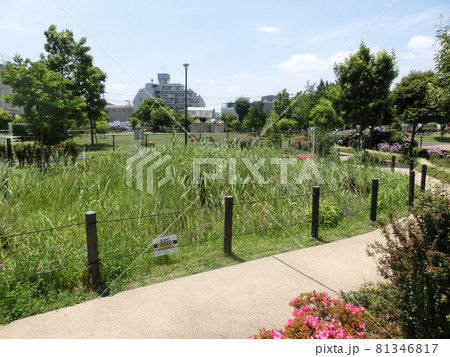 大田区立東糀谷防災公園・ビオトープ池（東京都大田区東糀谷） 81346817