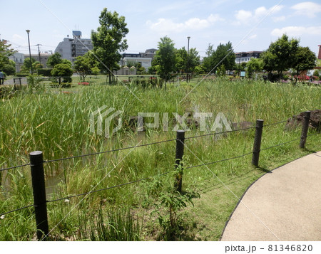 大田区立東糀谷防災公園・ビオトープ池（東京都大田区東糀谷） 81346820