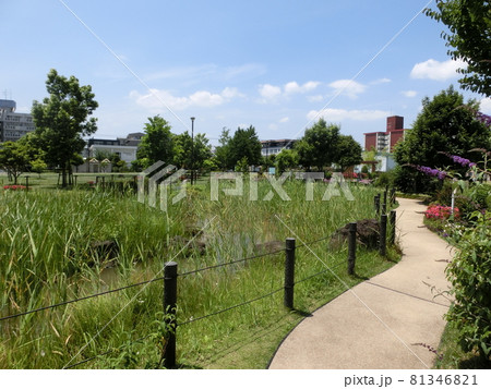 大田区立東糀谷防災公園・ビオトープ池（東京都大田区東糀谷） 81346821