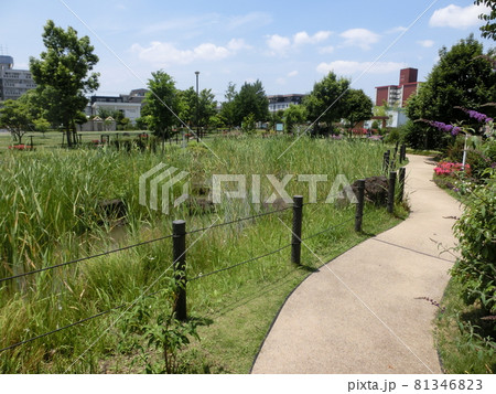 大田区立東糀谷防災公園・ビオトープ池（東京都大田区東糀谷） 81346823