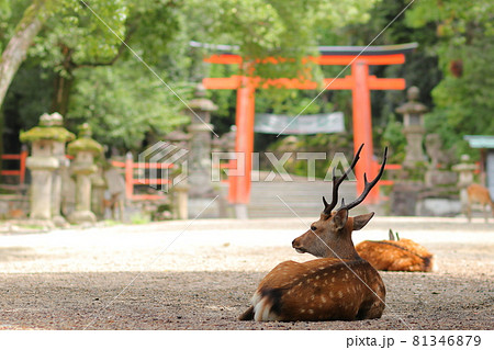 奈良公園的鹿與二鳥居/ 春日大社-照片素材（圖片） [81346879] - PIXTA圖庫