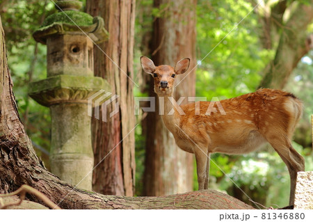 奈良公園の鹿／春日大社の表参道 81346880