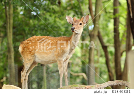 奈良公園の鹿／春日大社の表参道 81346881